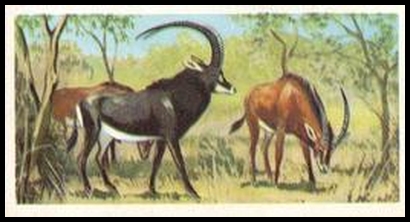 22 Giant Sable Antelope